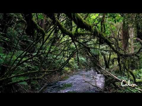 Calm | Olympic National Park Soundscape | Nature Sounds for Relaxation, Focus & Sleep