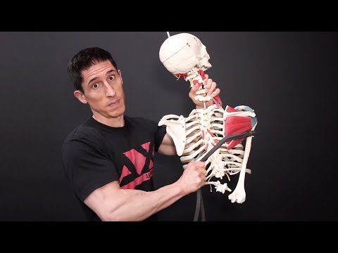 The REAL Reason Your Lats Won't Grow!
